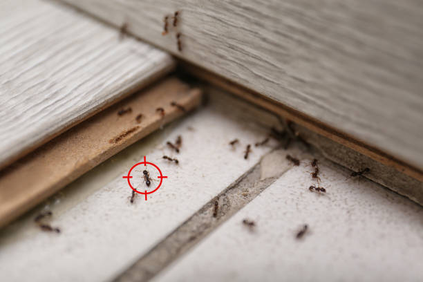 Best Affordable Pest Control Services  in Hyde Rk, PA
