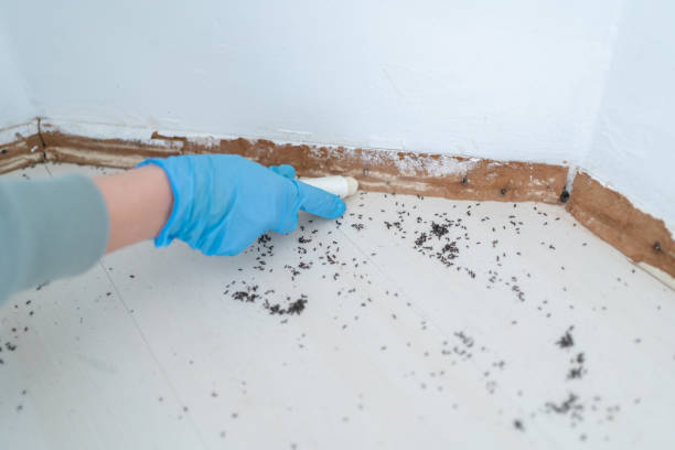 Wasp Removal Services in Hyde Park, PA